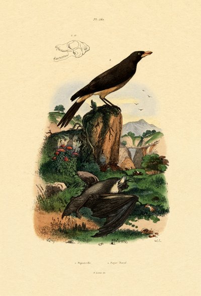 Common Pipistrelle by French School